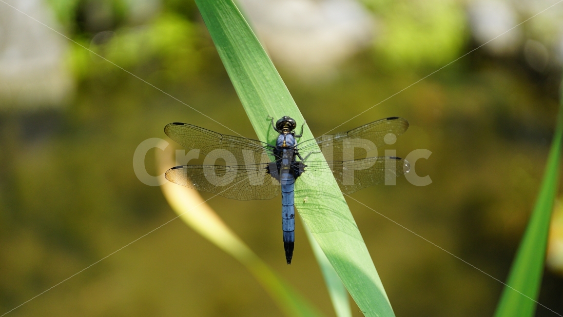 잠자리,여름,곤충,식물,이파리,풀,연못,자연,동물,summer,insect,nature,animal,벌레,계절,season,풍경,landscape,plants,경치,접사,마크로,macro,감성,힐링,healing,snap,스냅,동물,animal,곤충,벌레,insect,bug