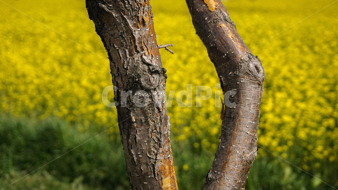 yellow,노랑,자연,tree,나무,treetrunk,나무줄기,plant,식물,나무,trees,wood