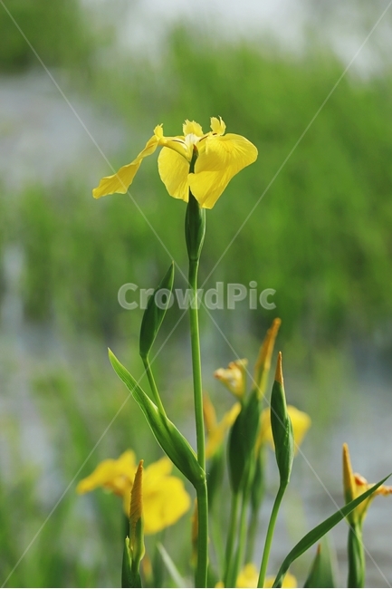 창포,노랑,꽃잎,줄기,여름,식물,자연,plants,nature,꽃,flower