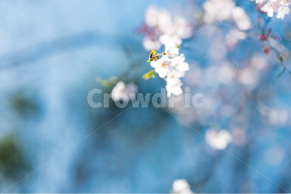 벚꽃,봄,감성,여행,봄꽃,블루,꽃,봄,계절,spring,season,식물,자연,plants,nature,꽃,flower,plant,blossom