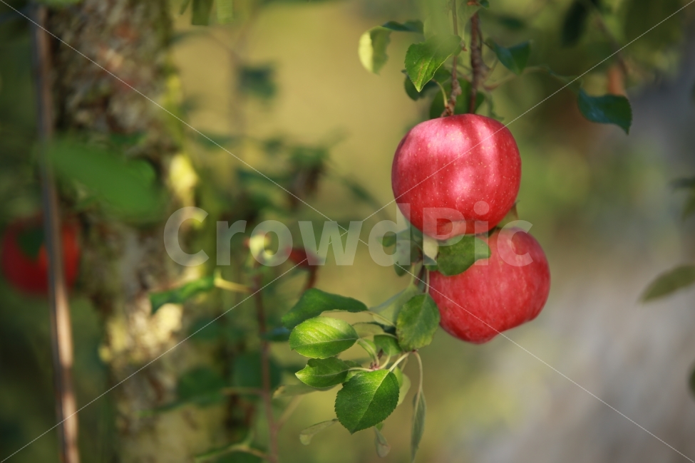 과일,사과,과수원,아침,빨간,식물,자연,plants,nature,과일,열매,fruit
