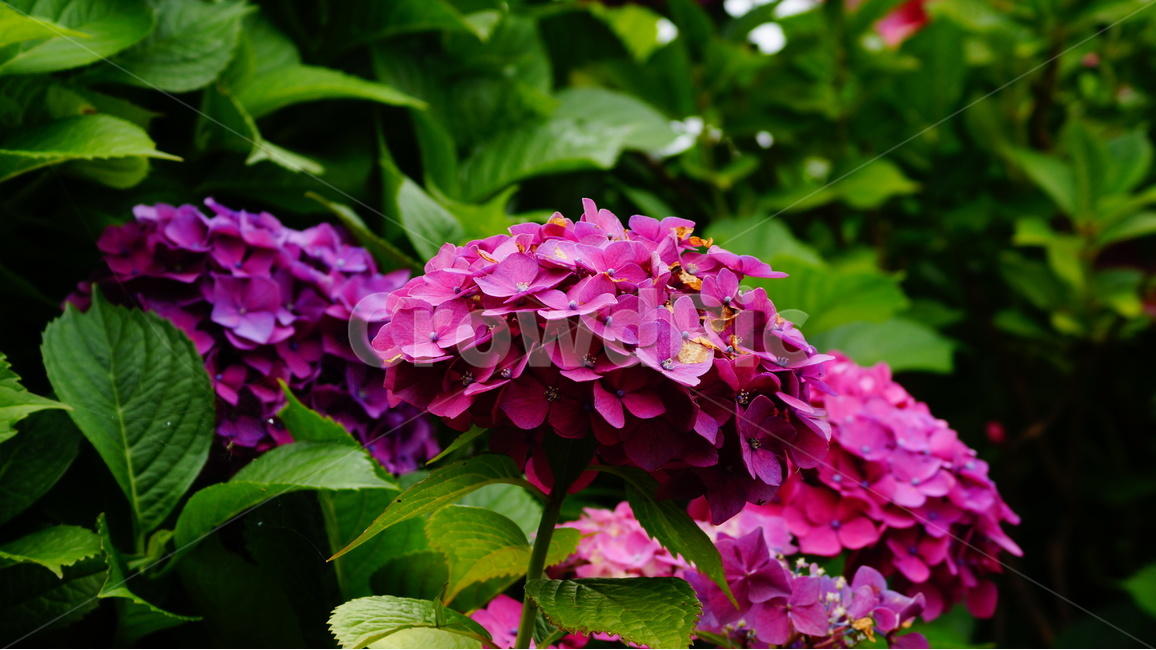 수국,꽃,꽃사진,식물,수국꽃,식물,자연,plants,nature,꽃,flower