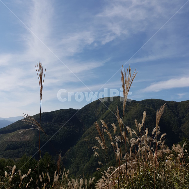 산,nature,mountian,자연,갈대,가을