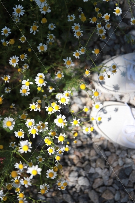꽃,그림자,봄,신발,감성사진,식물,자연,plants,nature,꽃,flower,사람,인물,인간,human,person,감성,sensible,feeling,연출,컨셉,콘셉,direction,concept