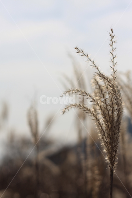 갈대,배경,억새,가을,추억,가을,계절,fall,autumn,season,grass,잔디,plant,식물,food,음식