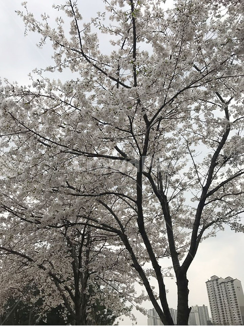 벛꽃,공원,휴식,힐링,흐림,봄,감성,계절,풍경,자연,한국자연풍경