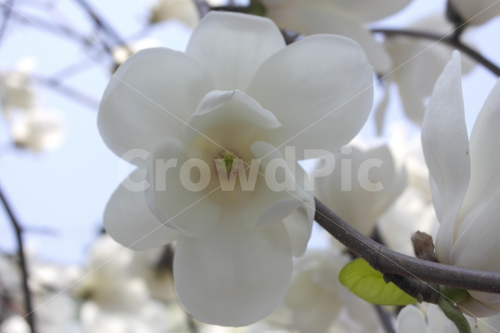 Mongolia,목련,백목련,순수,flower,pure,Plant,식물,자연,nature,MagnoliadenudataDesr,식물계,Plantae,현화식물문,Magnoliophyta,Magnoliopsida,목련목,Magnoliales,과,Magnoliaceae,whiteflower,White,Prettyflower,Beautifulflower,광고디자인,식물도감,배경화면,design,홍보,카탈로그,봄,계절,spring,season,식물,자연,plants,nature,꽃,flower,plant,blossom
