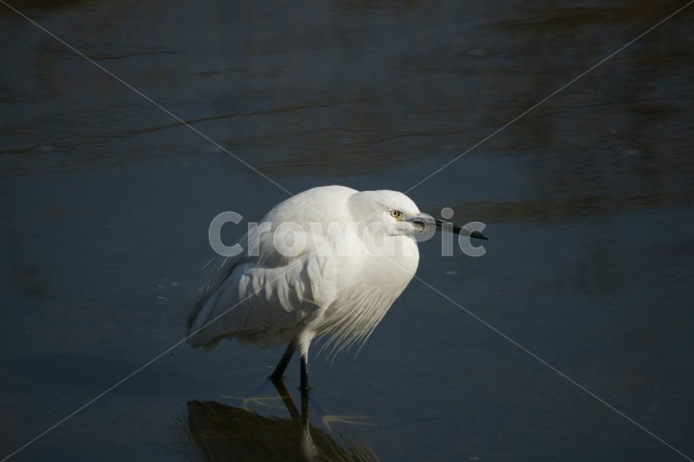 쇠백로,강물,새,백로,강,검은부리,노란발,흰털,동물,animal,조류,새,birds