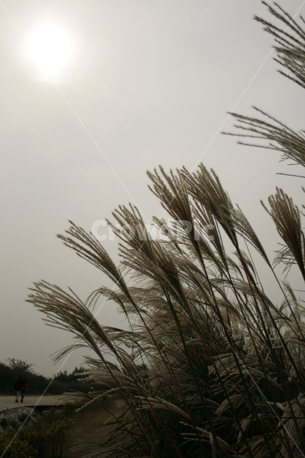 억새,풍경,하늘,가을,억새풀,식물,가을,계절,fall,autumn,season,식물,자연,plants,nature,grass,잔디,plant,lawn