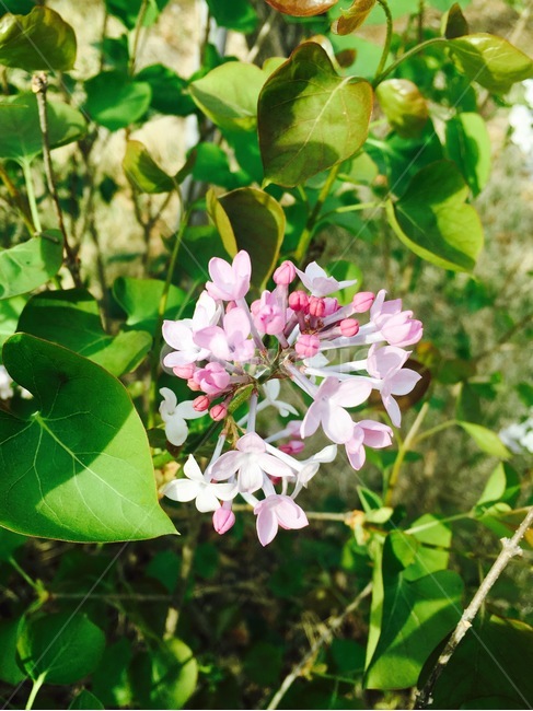 꽃,식물,자연,flower,nature,분홍색,pink,흰색,white,식물,자연,plants,nature,꽃,flower