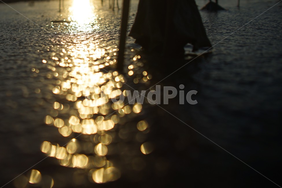 겨울,얼음,빙판,연밭,연밥,반사빛,보케,햇빛,햇살,자연,풍경,nature,landscape,light,빛