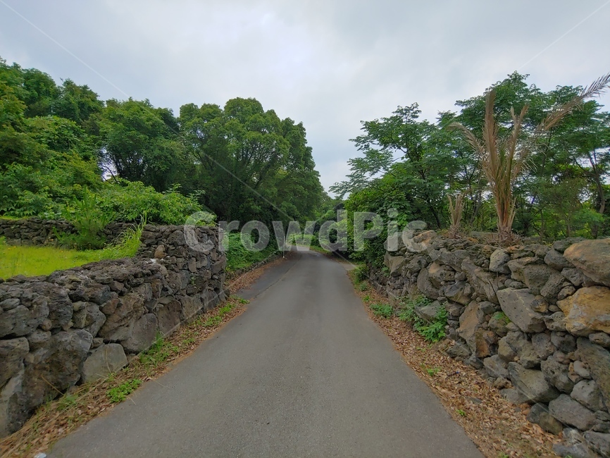산책,산책길,돌담길,시골길,초록,나무,돌담,제주도,jeju,jeju island,road,도로,dirt road,흙길,gravel,자갈,wall,벽,asphalt,아스팔트,tarmac,타맥
