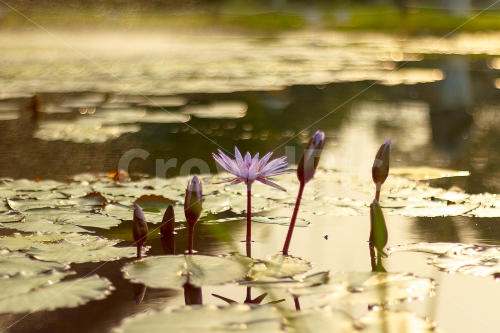 수련,연꽃,물,꽃,연못,자연,생태,식물,자연,plants,nature,꽃,flower,휴식,힐링,rest,relaxation,healing