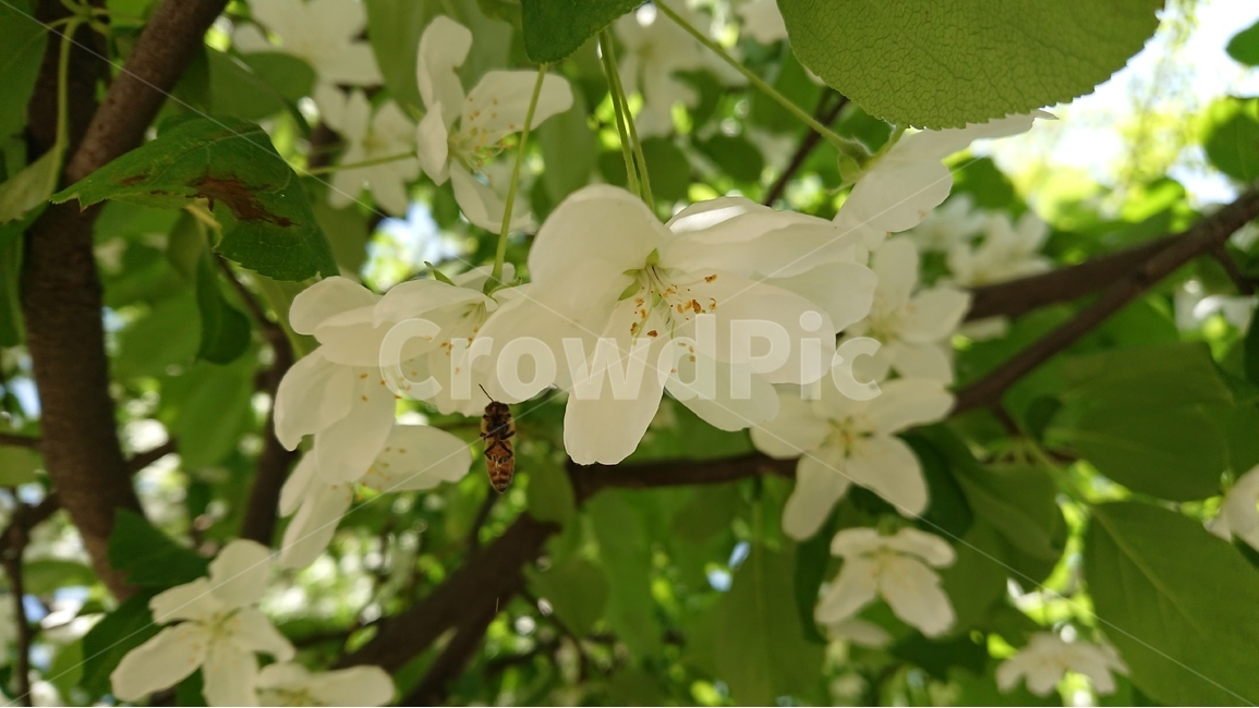 봄,꽃,나무,식물,꽃나무,흰색,흰꽃,꿀벌,봄,계절,spring,season,식물,자연,plants,nature,꽃,flower,plant,geranium,제라늄,blossom