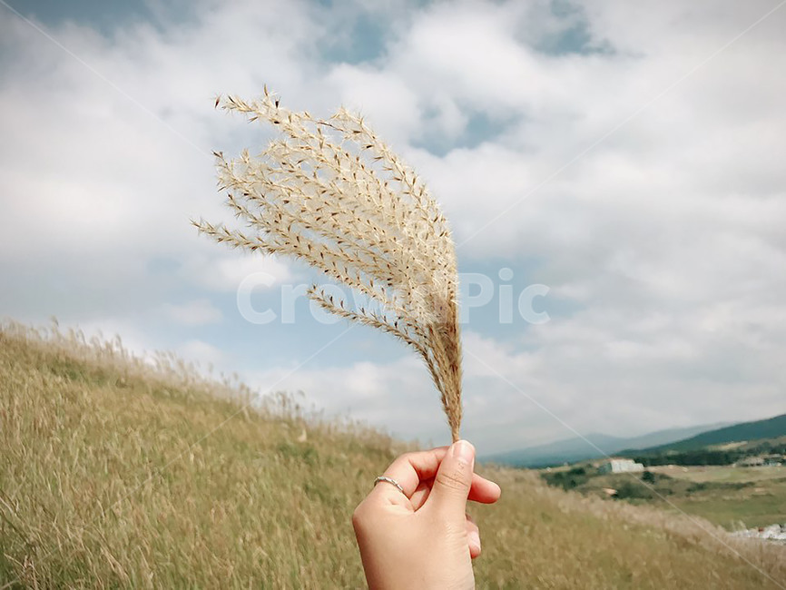 억새,억새밭,가을,fall,계절,flamegrass,동산,가을,계절,fall,autumn,season,plant,식물,grass,잔디