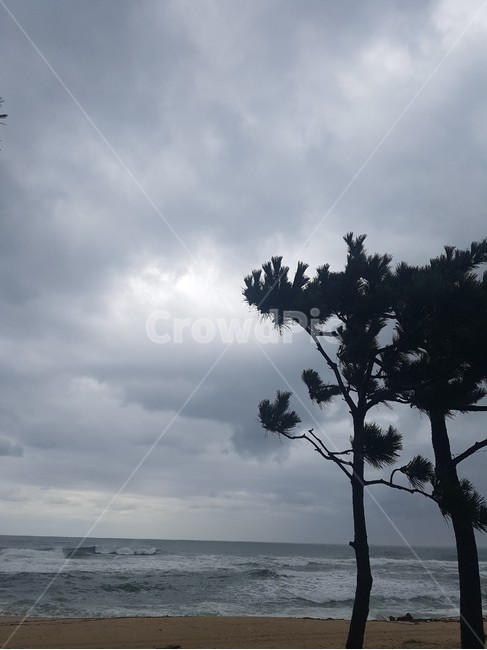 소나무,바다,가을,운치,자연