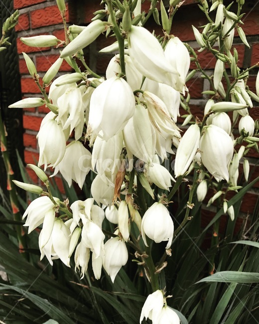 flower,자연,플라워,식물,꽃,식물,자연,plants,nature,꽃,flower