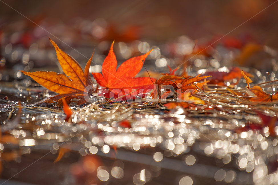 낙엽,단풍,눈,겨울,흰눈,잎,잎새,감성,계절,자연,가을,계절,fall,autumn,season,leaf,plant,식물,tree,나무,sea life,해양 생물,food,음식,animal,동물,lobster,랍스터,seafood,해물