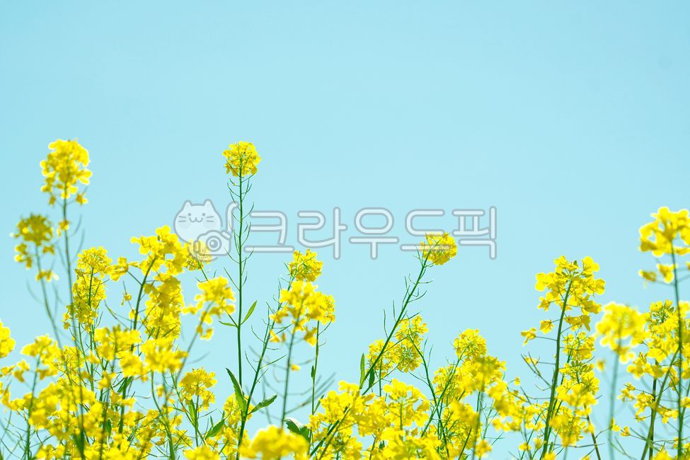 유채꽃, 유채, 하늘, 카피공간, 노랑, 사진,이미지,일러스트,캘리그라피 - borina작가