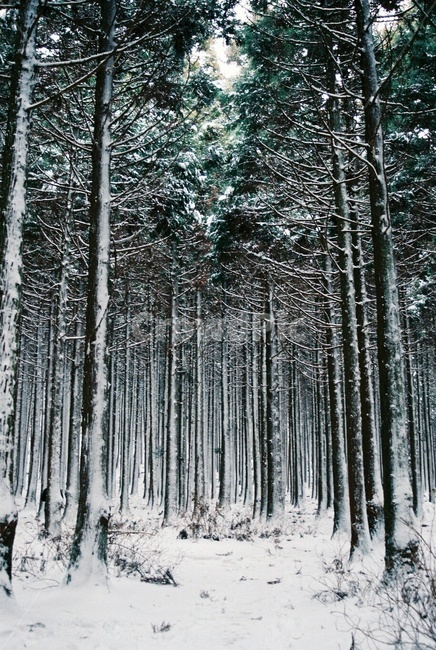 tree,나무,plant,식물,outdoors,nature,자연,초목,숲,forest,삼림지,사려니숲길,제주도,겨울제주,눈,눈오는제주,함박눈,필름사진,겨울필름,겨울,계절,winter,season,자연,풍경,nature,landscape