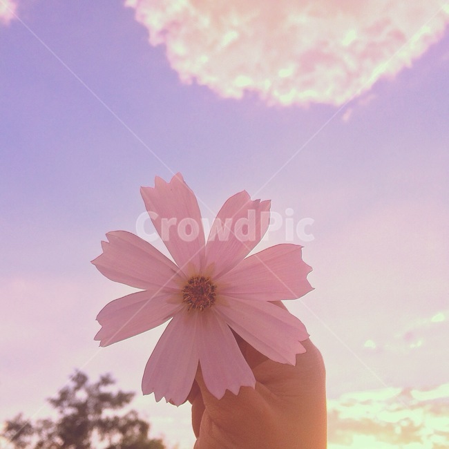 꽃,flower,봄,spring,floral,꽃잎,petal,floralleaf