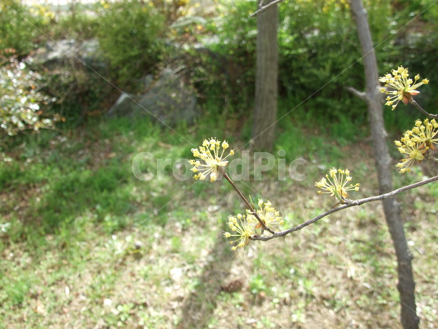 plant,식물,싱그러운,한송이,자연,봄,가지,노란잎