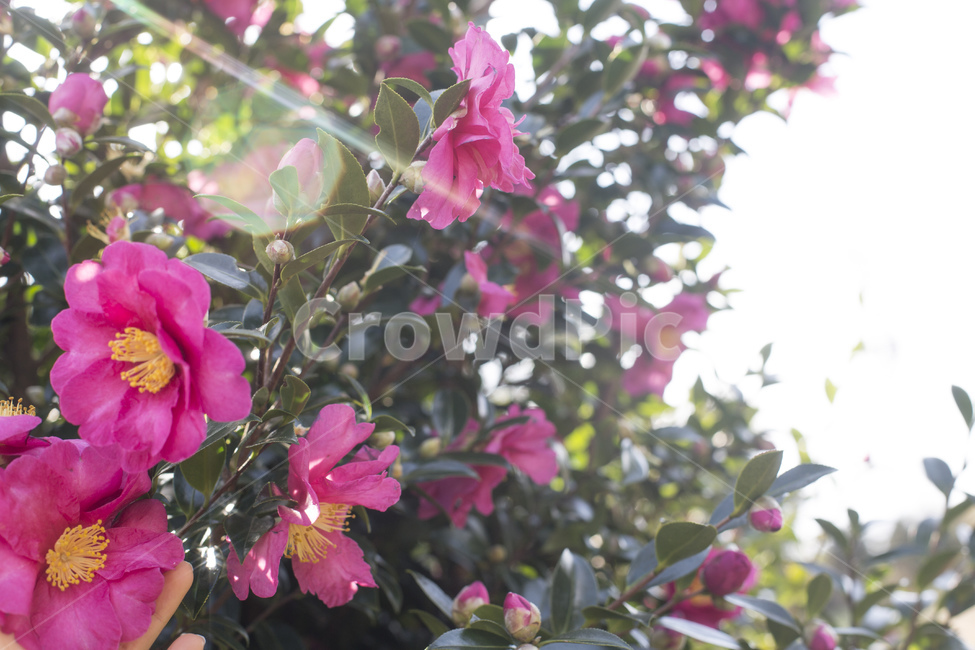 동백꽃,동백나무,동백,꽃,카멜리아,식물,식물,자연,plants,nature,꽃,flower