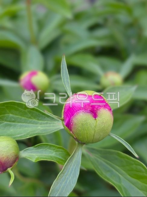 작약,붉은작약,여러해살이식물,식물,꽃,초록,flower,약초,약용식물,작약꽃,봉오리,꽃봉오리