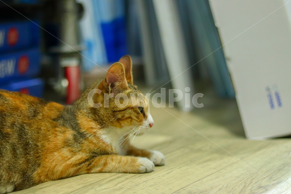 고양이,냐옹이,야옹이,길고양이,cat,동물,animal,straycat