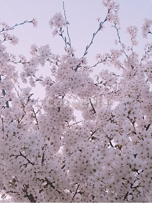 수성못,벚꽃,봄,만개,나들이,봄,계절,spring,season,식물,자연,plants,nature,꽃,flower,plant,blossom