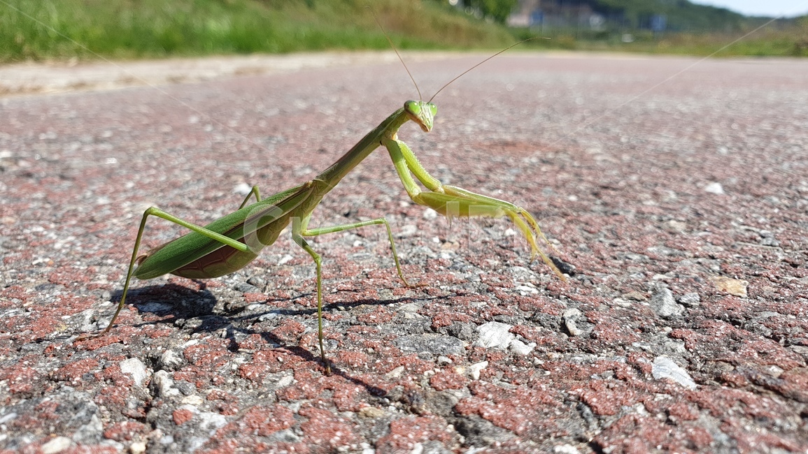 사마귀,곤충,벌레,자연,praying,mantis,동물,animal,nature,도로,아스팔트,동물,animal,곤충,벌레,insect,bug