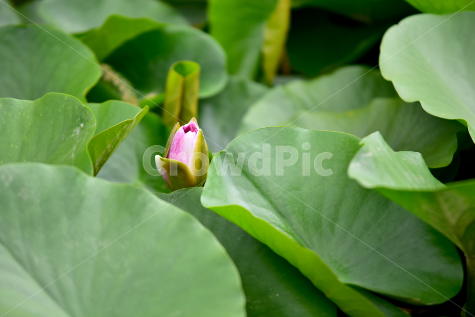 연못,연잎,연꽃,연,물풀,수련과,방패모양잎,큰잎,잎,연줄기,lotus