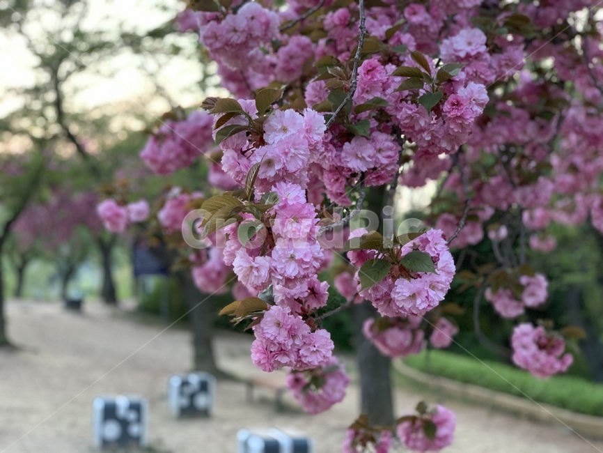 봄,겹벚꽃,꽃,벚꽃,핑크