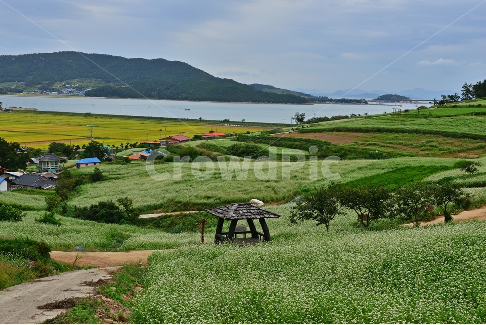 nature,자연,plant,outdoors,옥외,blossom,flower,꽃,field,들,grassland,rural,농촌,farm,농장,meadow,목초지,장흥,선학동마을,메밀곷축제,논,농업,농사,농경,경작,바다,하늘,구름