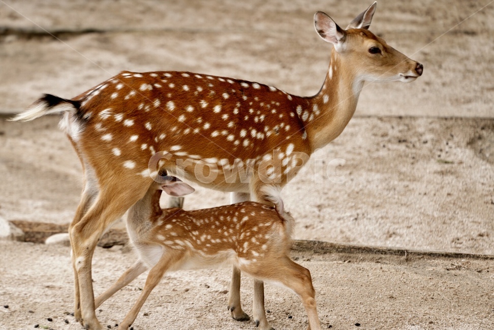 사슴,꽃사슴,동물,가족,먹이다,animal,deer,family,mild