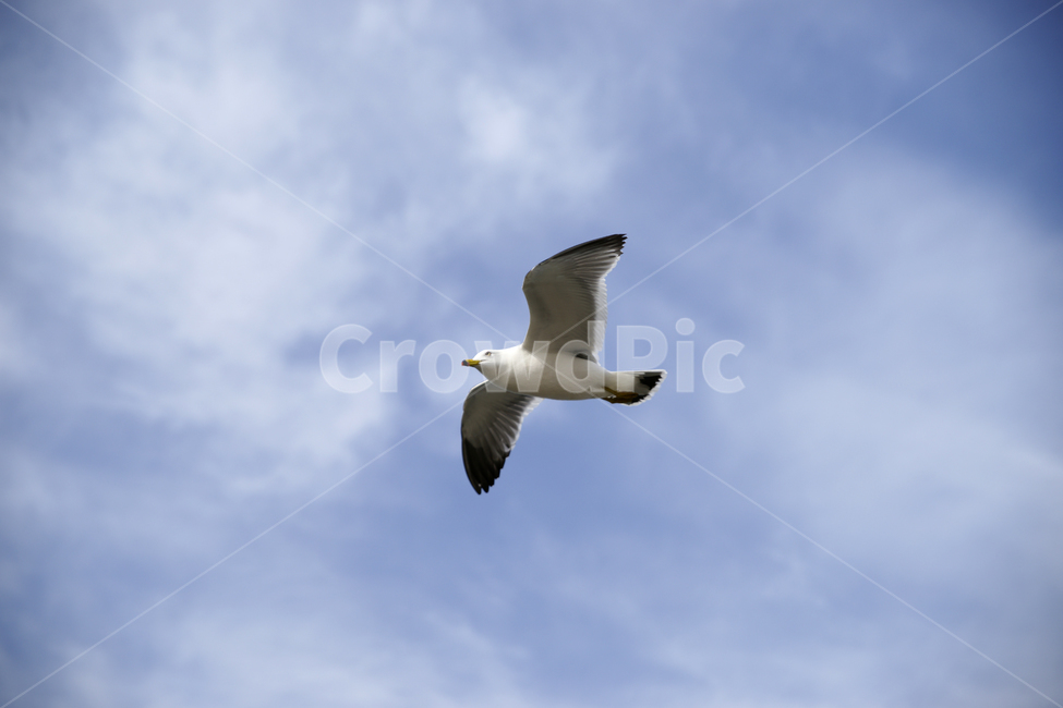 갈매기,하늘,날다,flying,bird,새,animal,동물,seagull,맑음,구름,파랑,동물,animal,조류,새,birds