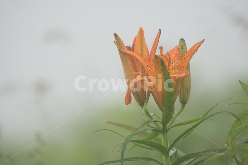 식물,꽃,생태,자연,원추리,식물,자연,plants,nature,꽃,flower