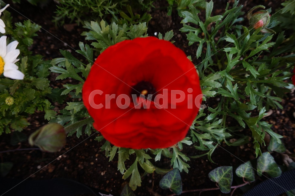 꽃,붉은꽃,야생화,빨강,빨간꽃,식물,자연,plants,nature,꽃,flower