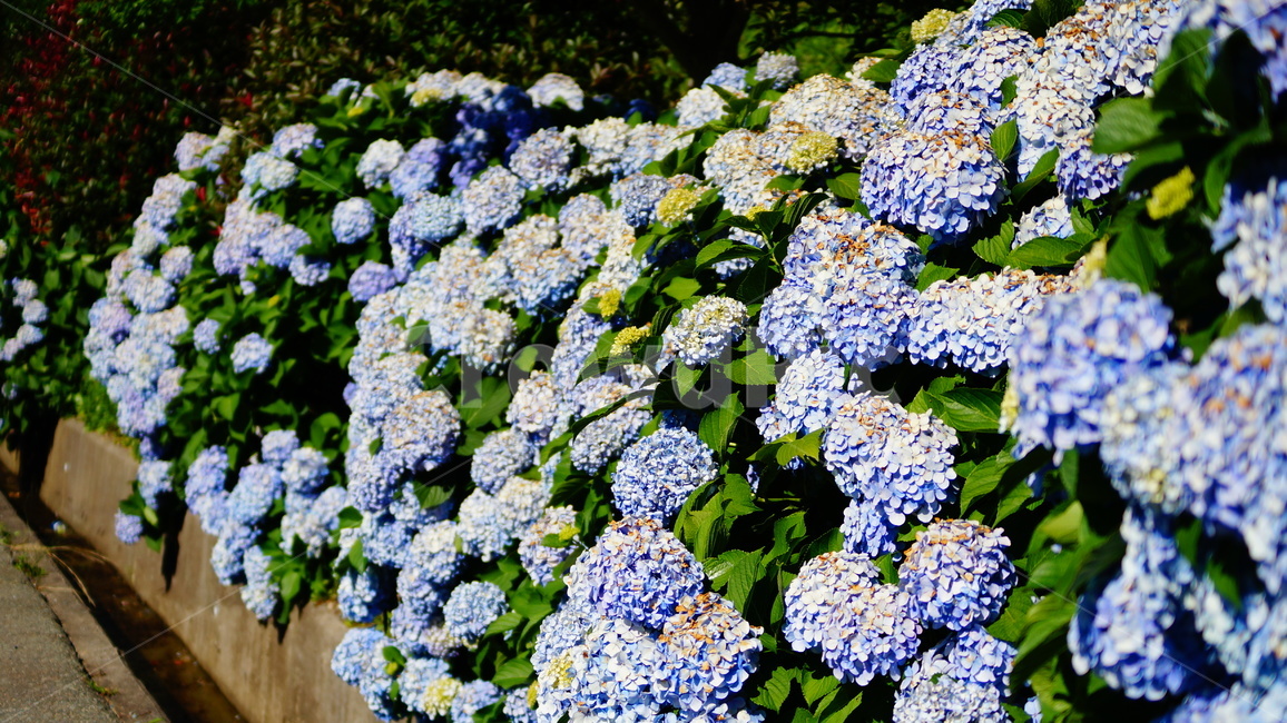 수국,수국꽃,꽃,꽃길,식물,식물,자연,plants,nature,꽃,flower