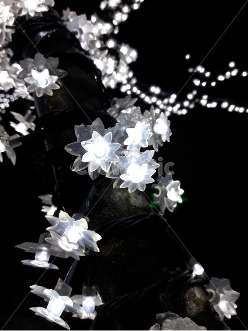 전구,배경,형광등,꽃,흰색,lightbulb,background,fluorescentlamp,flower,white