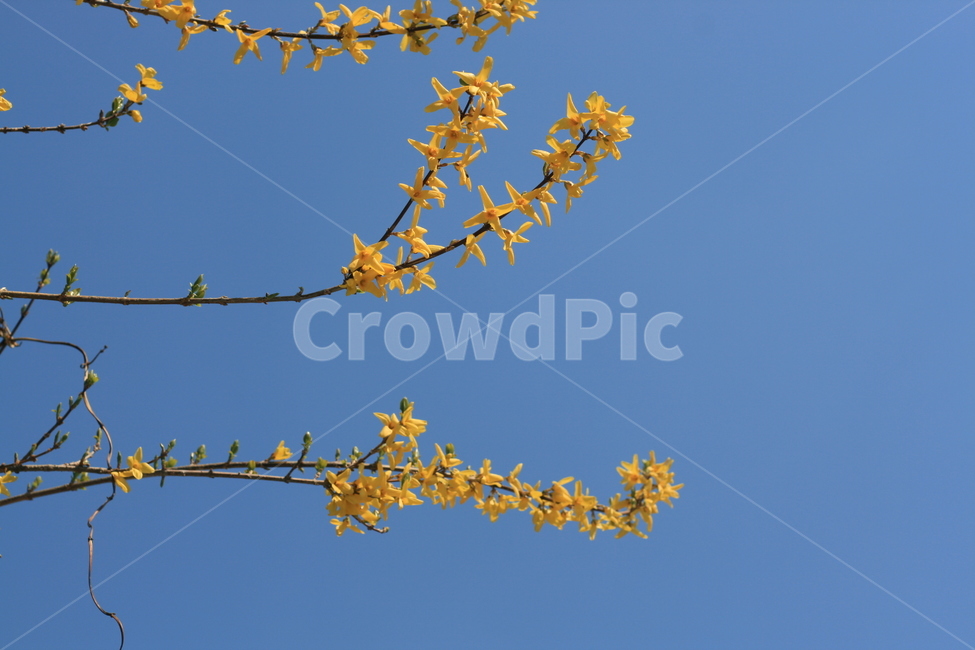 개나리,하늘,꽃,감성,봄,spring,forsythia,sky,flower,봄,계절,spring,season,식물,자연,plants,nature,꽃,flower