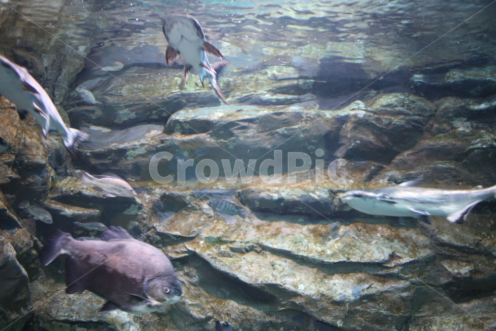 물,water,animal,물고기,fish
