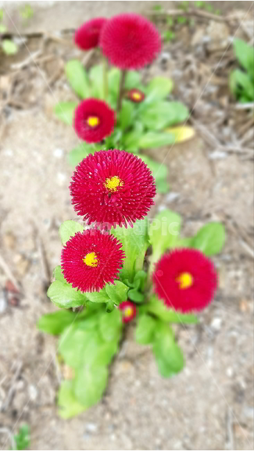 데이지,잉글리시데이지,잉글리쉬데이지,꽃,flower,식물,plant,빨간꽃,데이지꽃,blossom,봄꽃,동그란꽃,꽃잎,식물,자연,plants,nature,꽃,flower