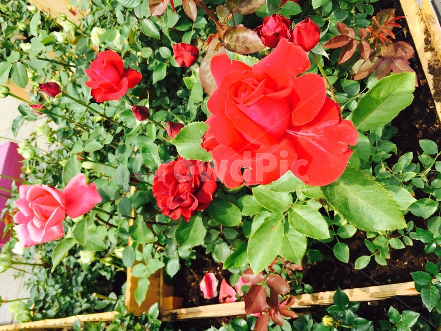 꽃,들꽃,꽃밭,빨간꽃,장미,식물,자연,plants,nature,꽃,flower