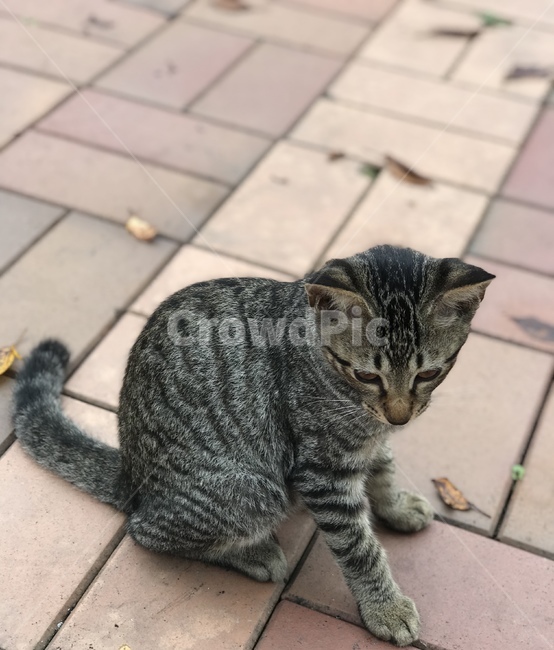 mammal,고양이,pet,포유류,animal,동물,cat,동물,animal,포유류,mammal,고양이,cat,kitten,kitty