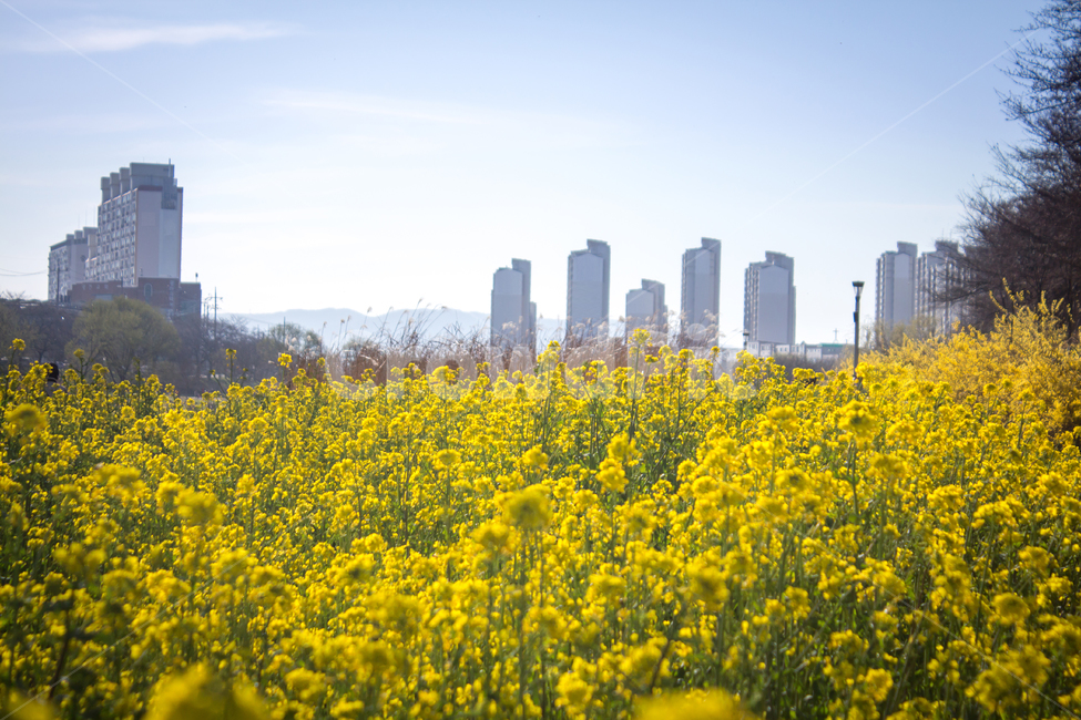 도시,유채꽃,꽃,봄꽃,flower,blossom,도심,city,downtown,봄,계절,spring,season