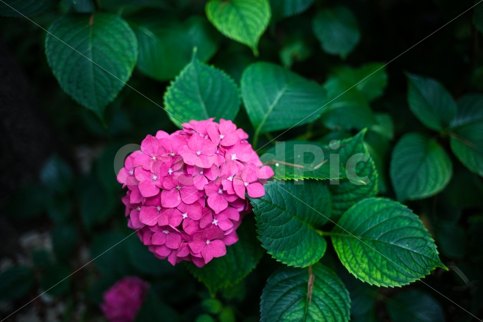꽃,수국,분홍,풍경,감성,flower,식물,자연,plants,nature,꽃,flower