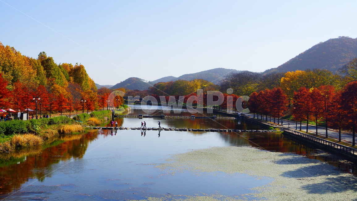 담양,광주근교,메타세콰이어,가로수,강변,가로수길,가을,계절,fall,autumn,season,자연,풍경,nature,landscape,water,물,tree,나무,plant,식물,outdoors,옥외