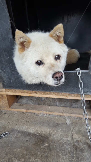 무표정,개,강아지,진돗개,흰둥이,동물,animal,포유류,mammal,개,강아지,dog,doggy