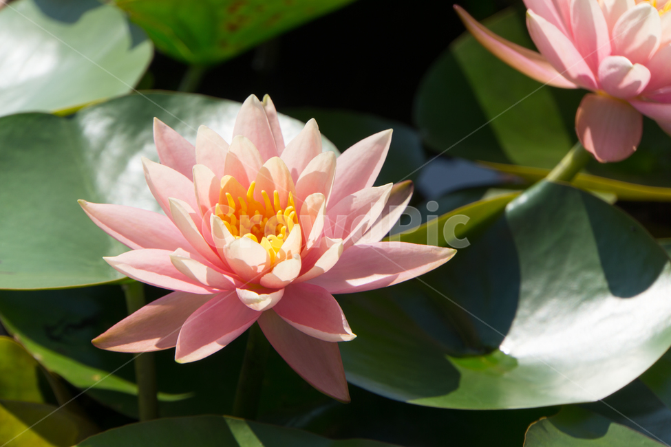 연꽃,꽃,연,식물,풀,줄기,잎,자연,식물,자연,plants,nature,꽃,flower